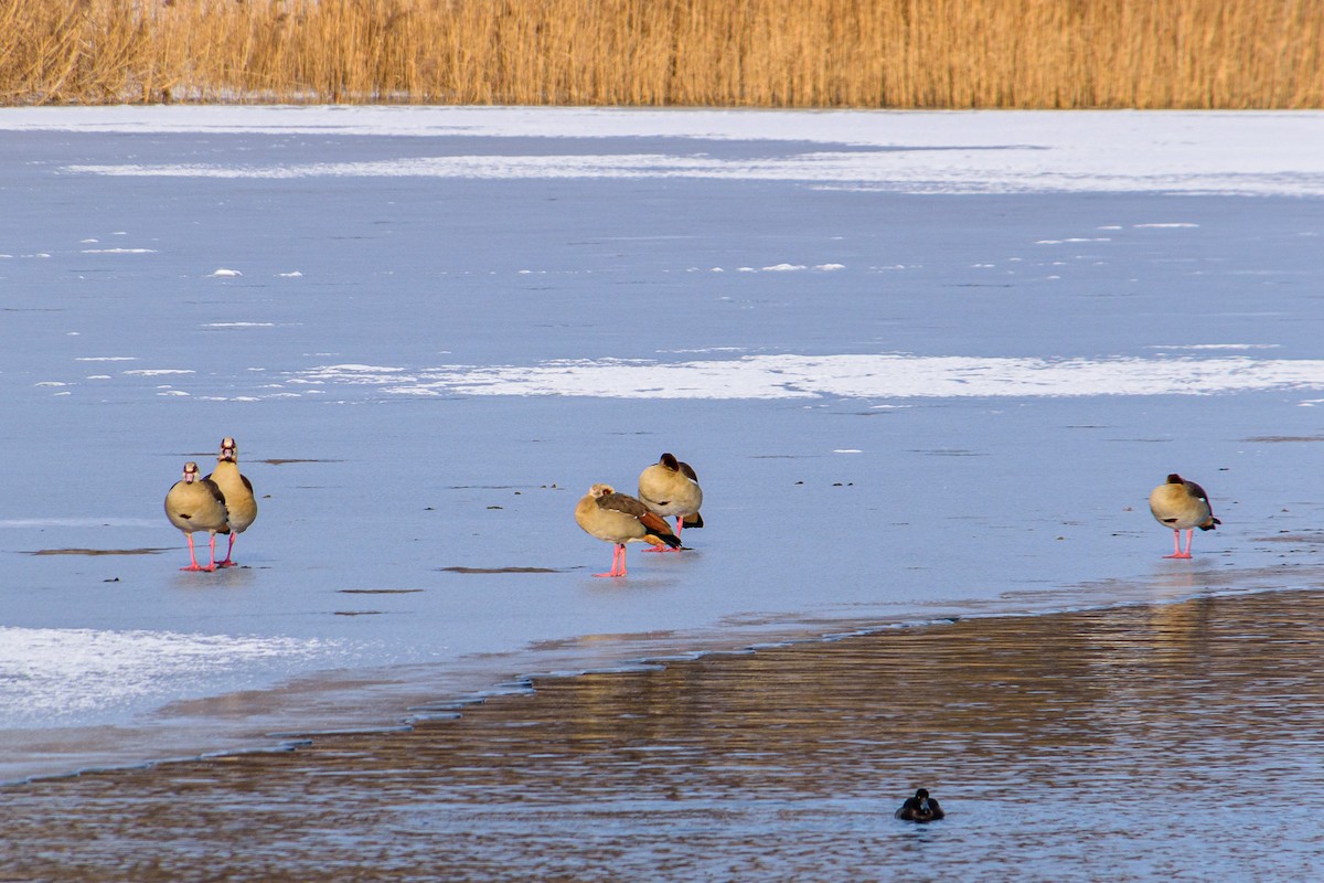 Egyptian Goose - ML614156031