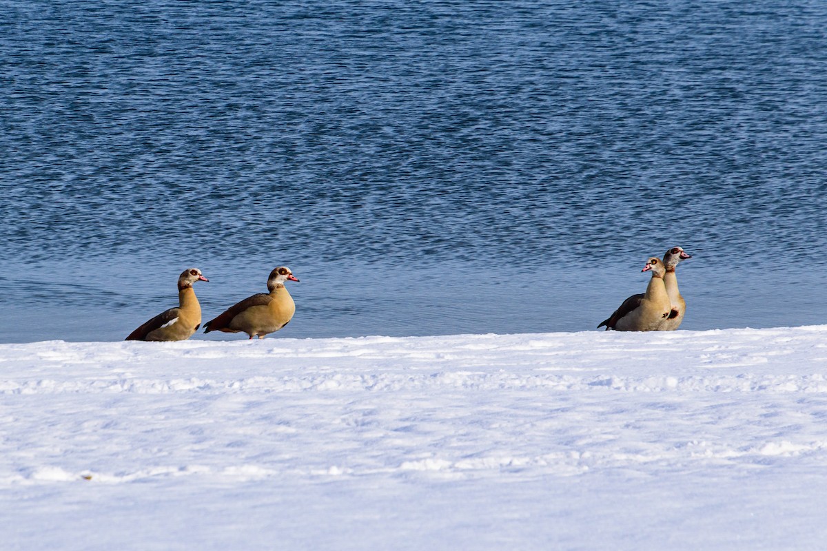 Egyptian Goose - ML614156032