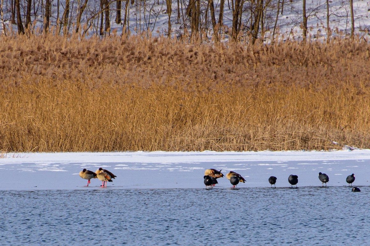 Egyptian Goose - ML614156033