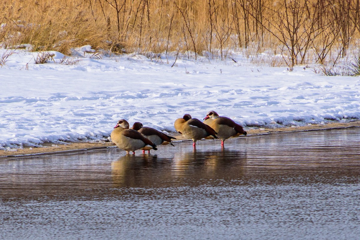 Egyptian Goose - ML614156035