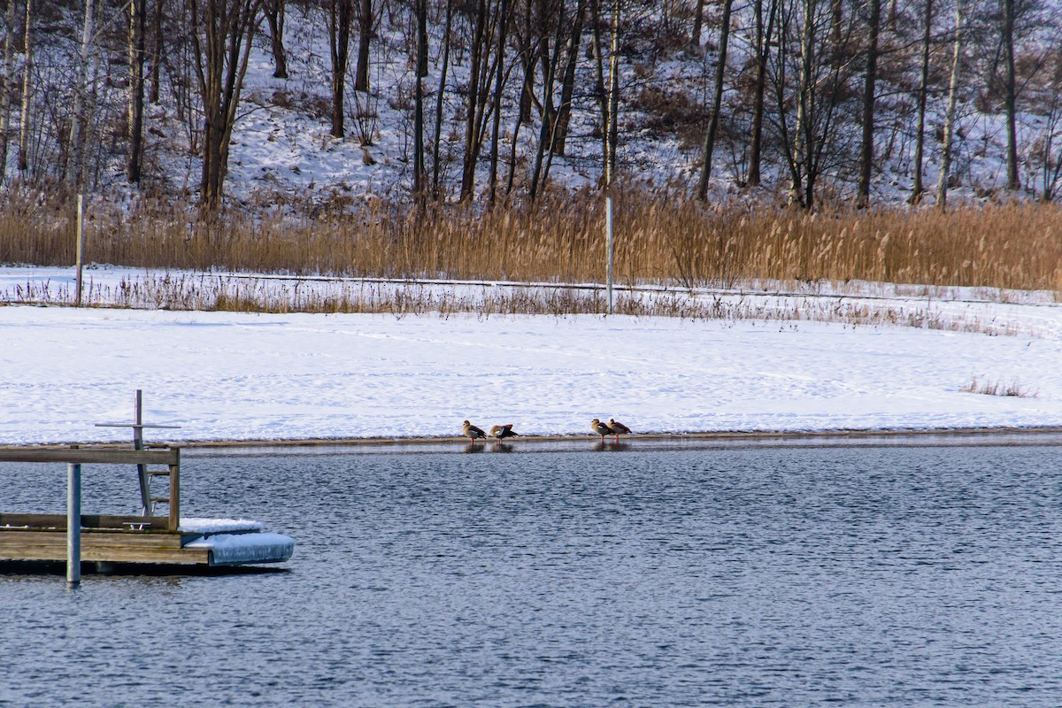 Egyptian Goose - ML614156036