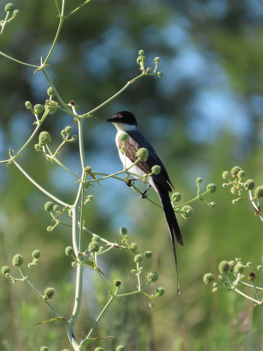 Fork-tailed Flycatcher - ML614156170