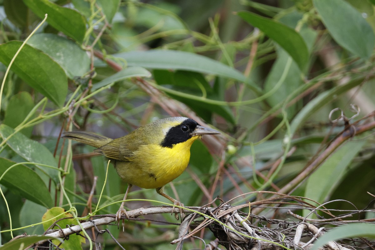 Bahama Yellowthroat - ML614156172