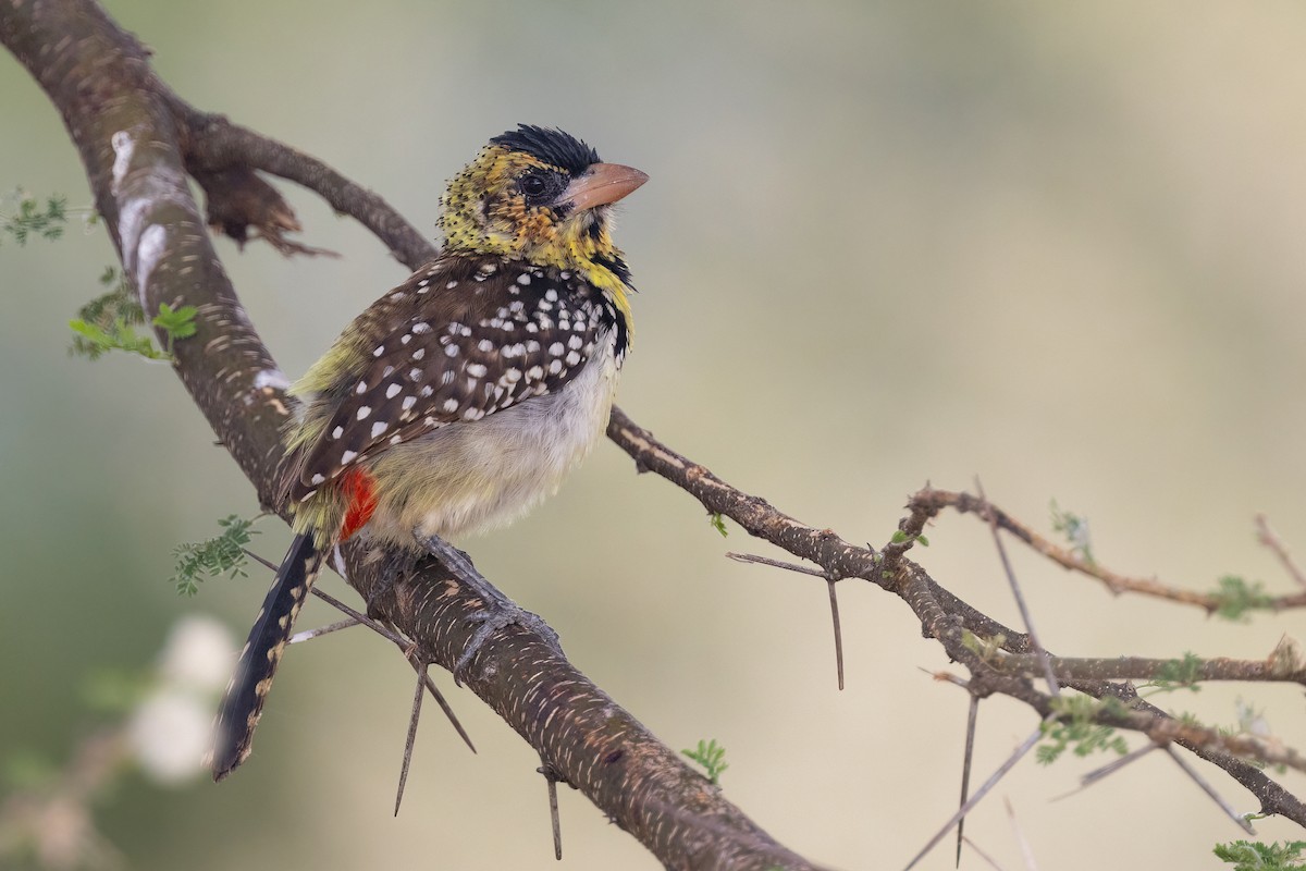 D'Arnaud's Barbet (D'Arnaud's) - Chris Venetz | Ornis Birding Expeditions