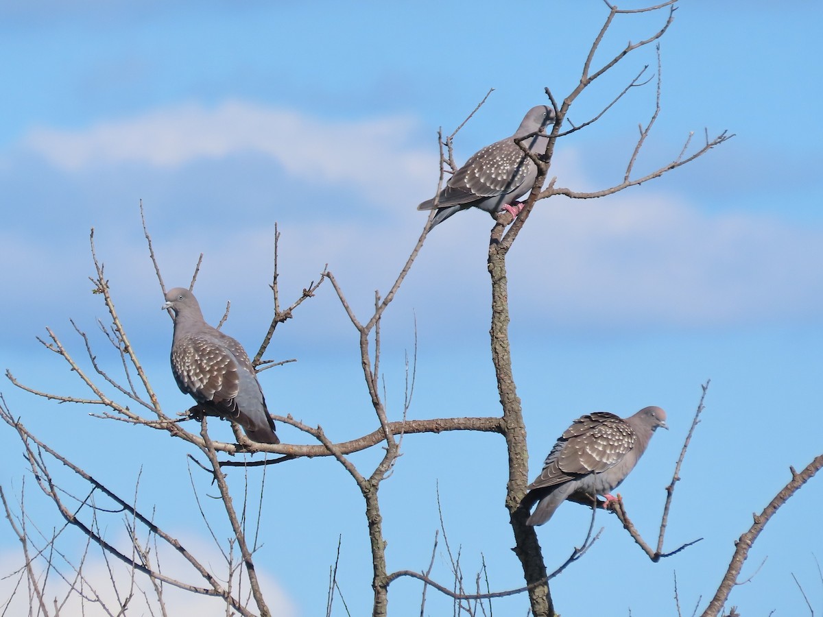 Spot-winged Pigeon - ML614156219