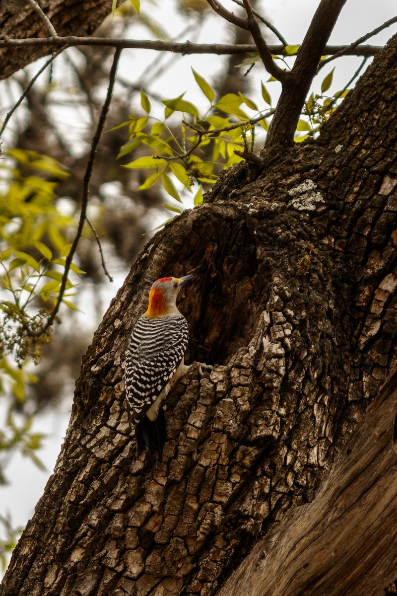 Golden-fronted Woodpecker - ML614156220