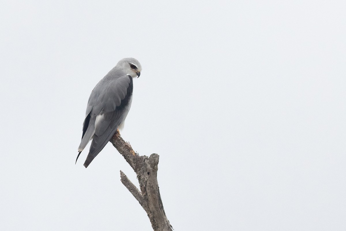 黑翅鳶 - ML614156228