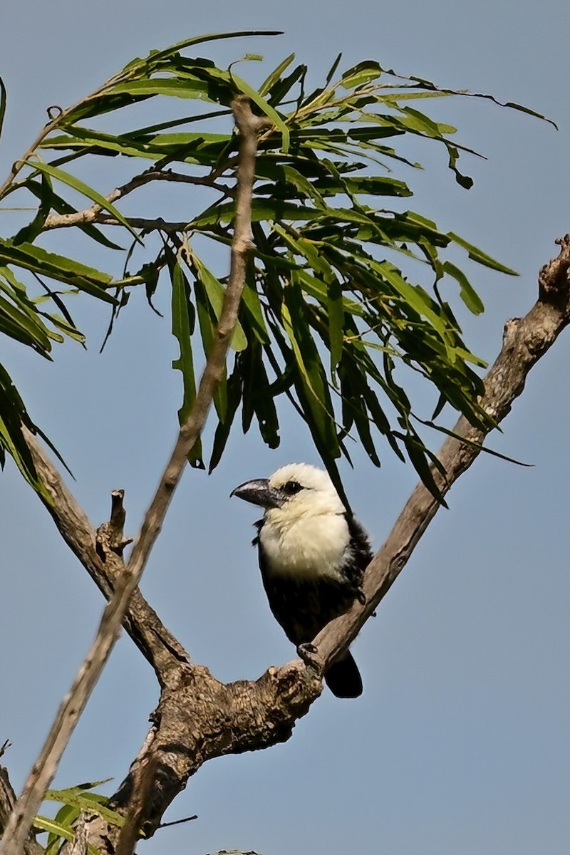 Weißkopf-Bartvogel - ML614156240