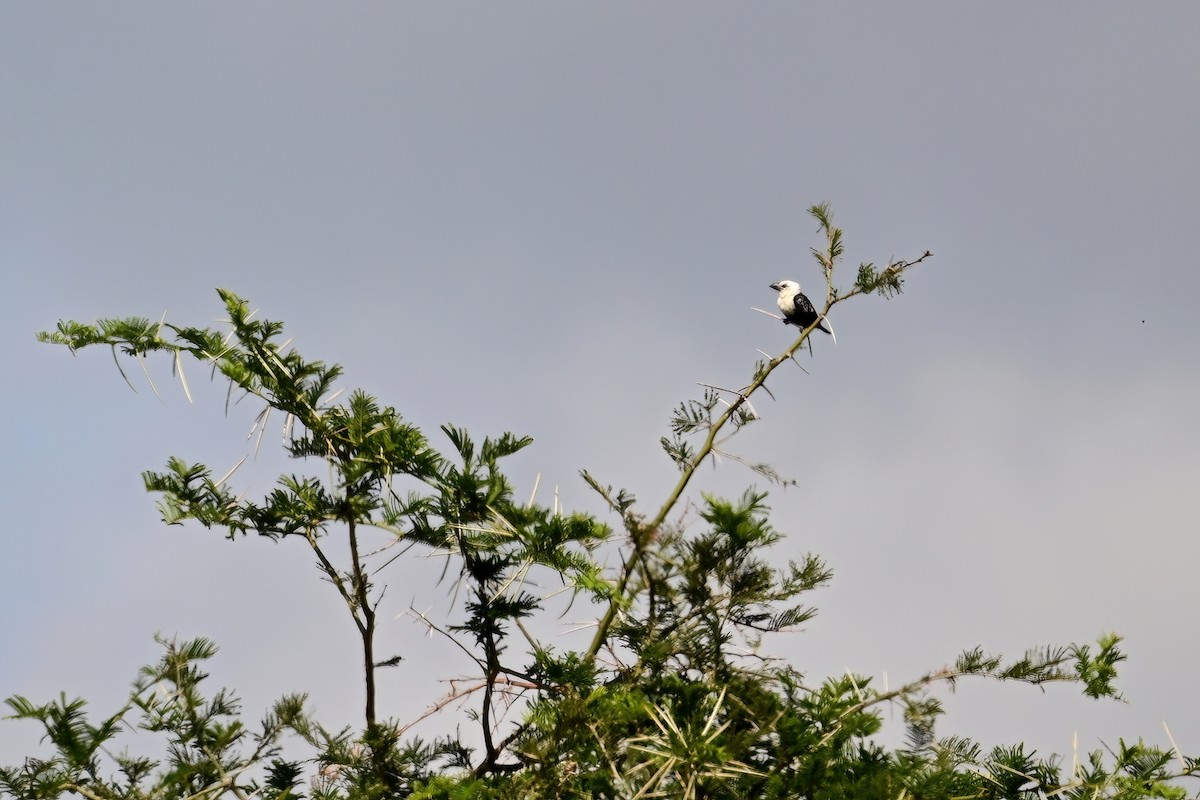 Weißkopf-Bartvogel - ML614156243