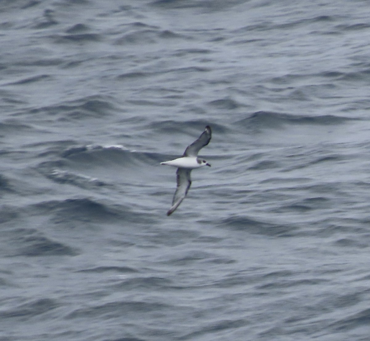 Masatierra Petrel - ML614156264