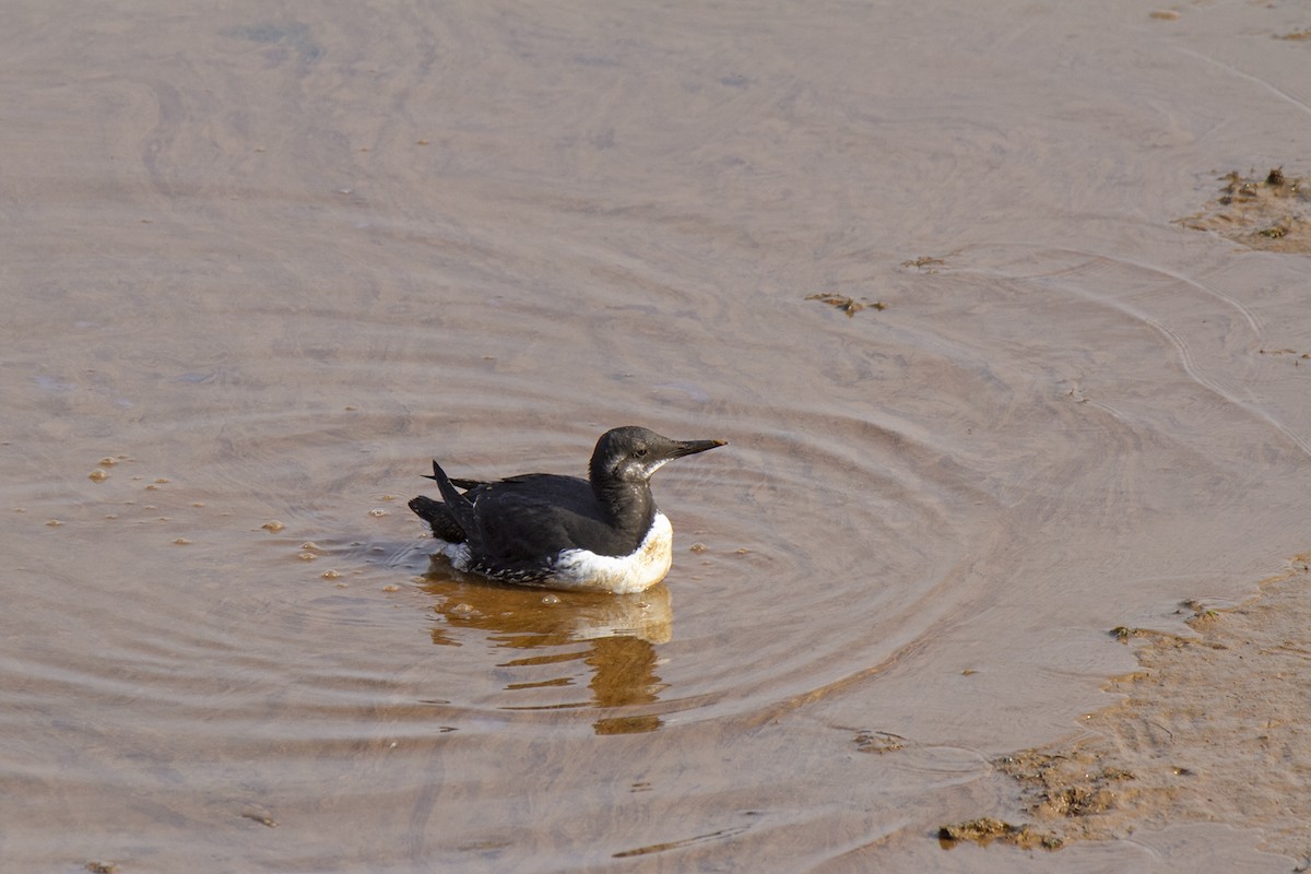 Common Murre - ML614156283