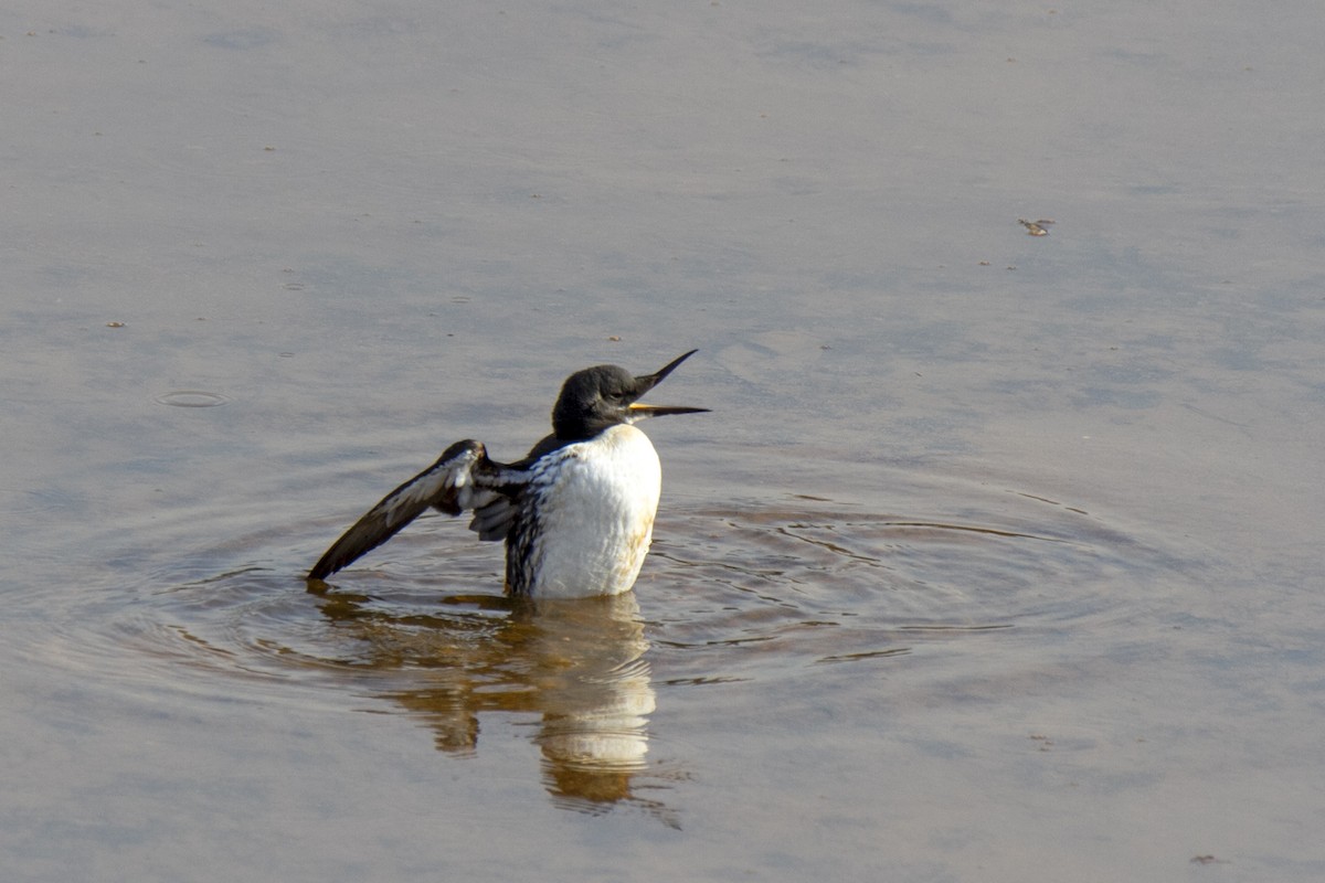 Common Murre - ML614156284