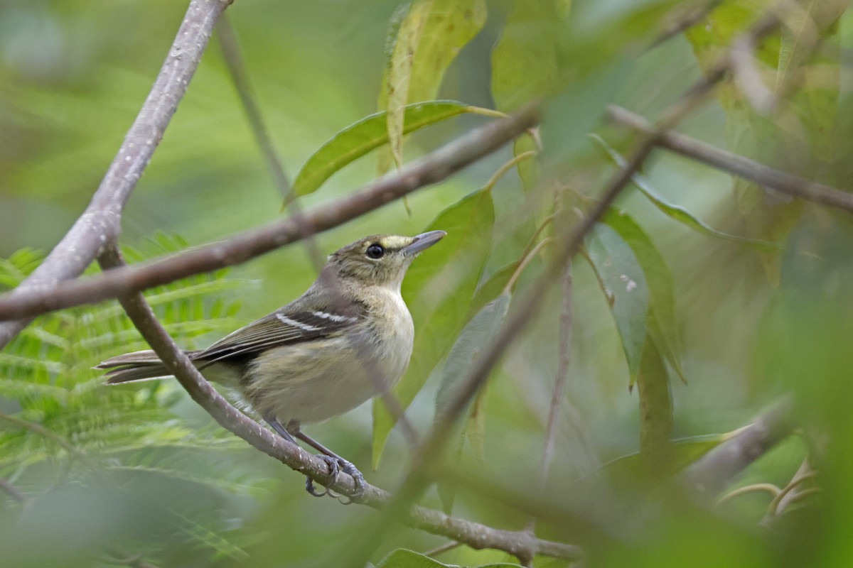 Thick-billed Vireo - ML614156293