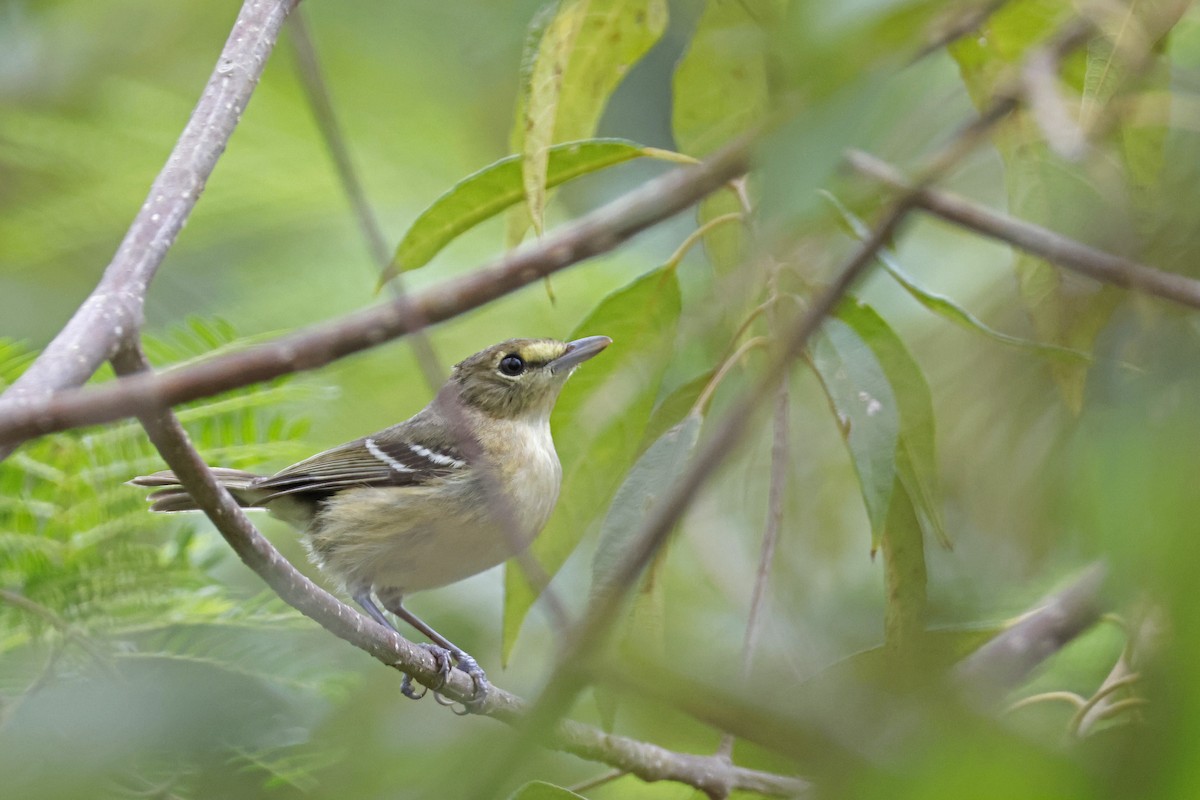 Thick-billed Vireo - ML614156294