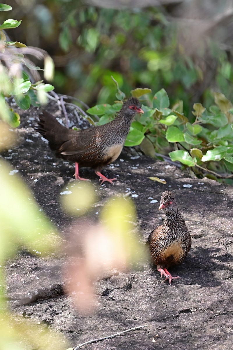 Stone Partridge - Eileen Gibney