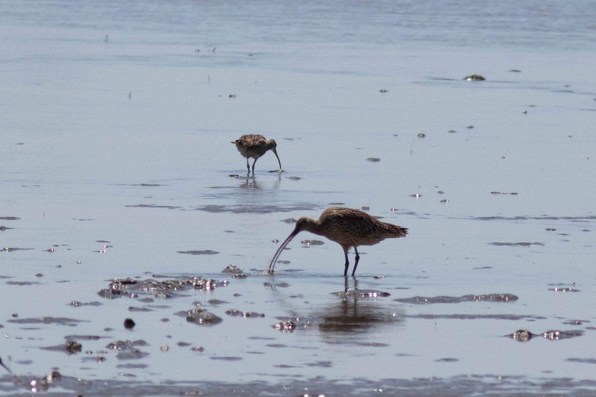 Far Eastern Curlew - ML614156318