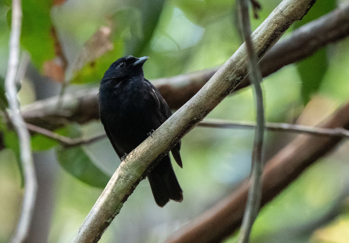 Black Manakin - Marilyn White