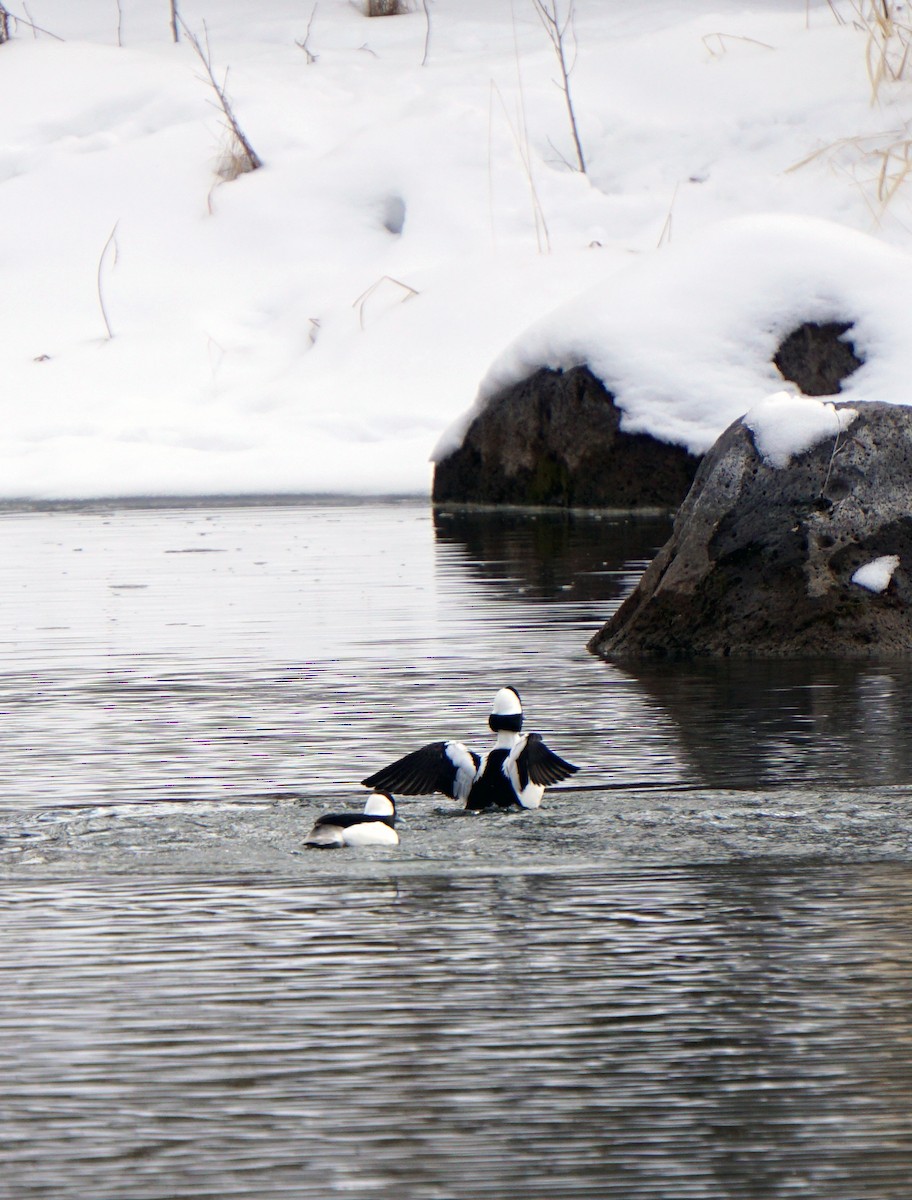 Bufflehead - ML614156372