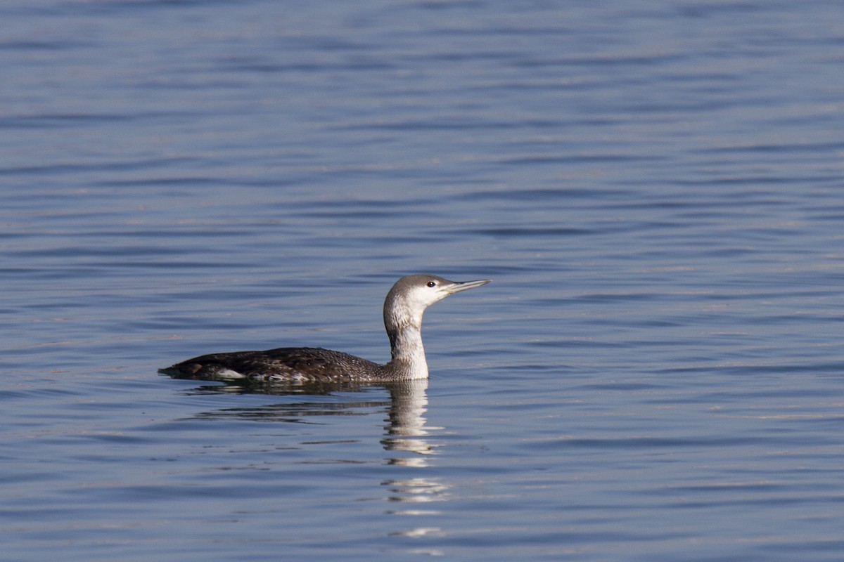 Red-throated Loon - Javier Hernández Cabello