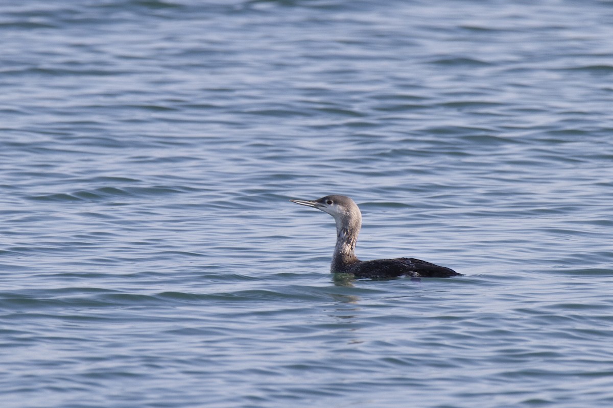 Red-throated Loon - Javier Hernández Cabello