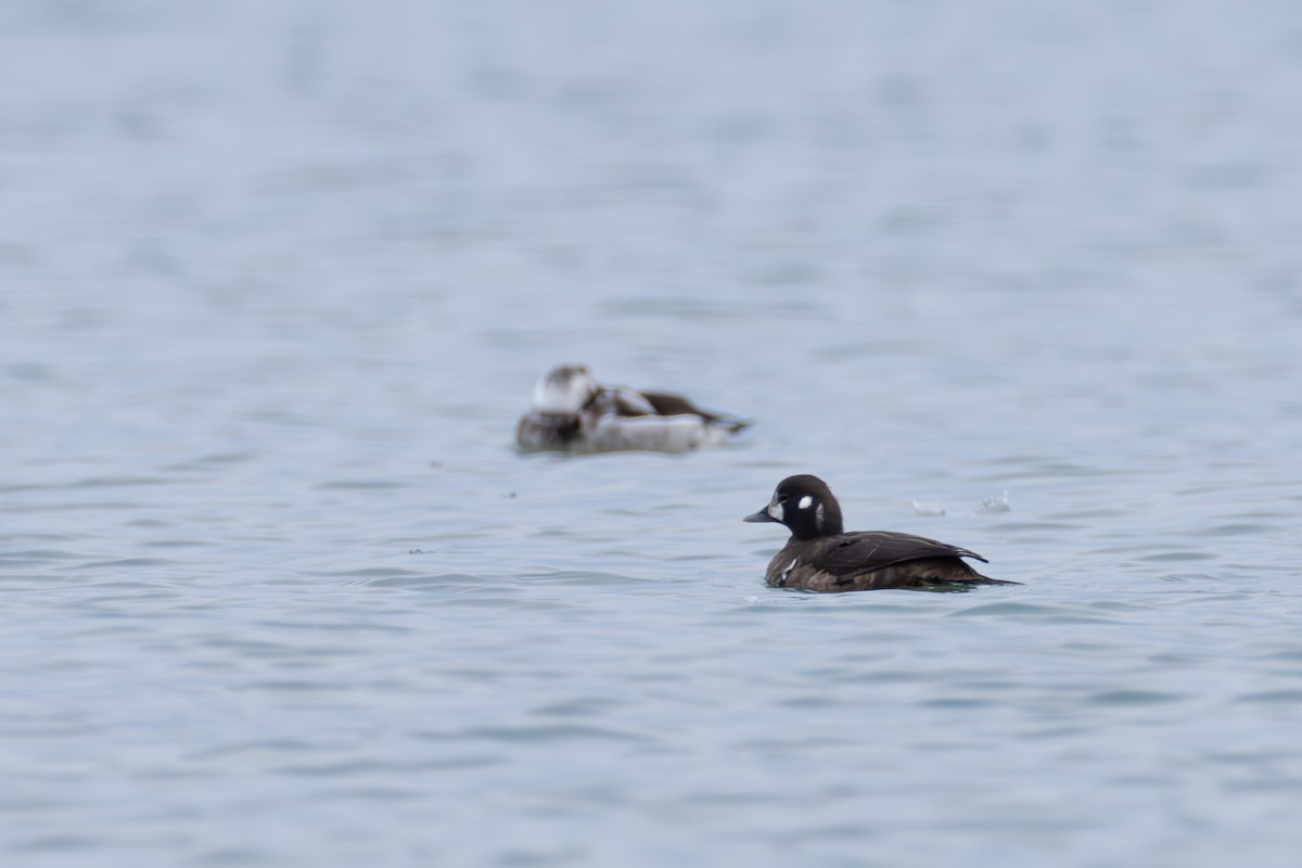 Pato Arlequín - ML614156446