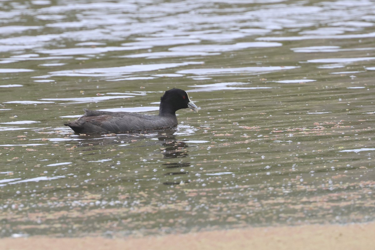 Eurasian Coot - ML614156450