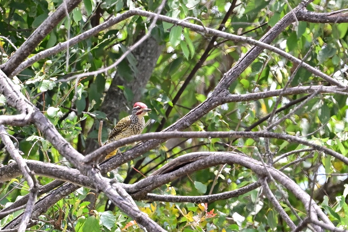 Nubian Woodpecker - ML614156469