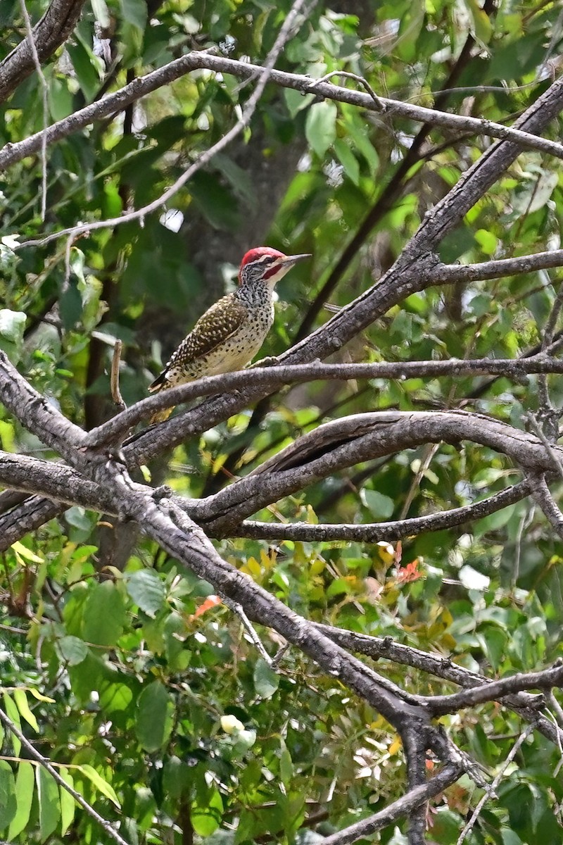 Nubian Woodpecker - ML614156470