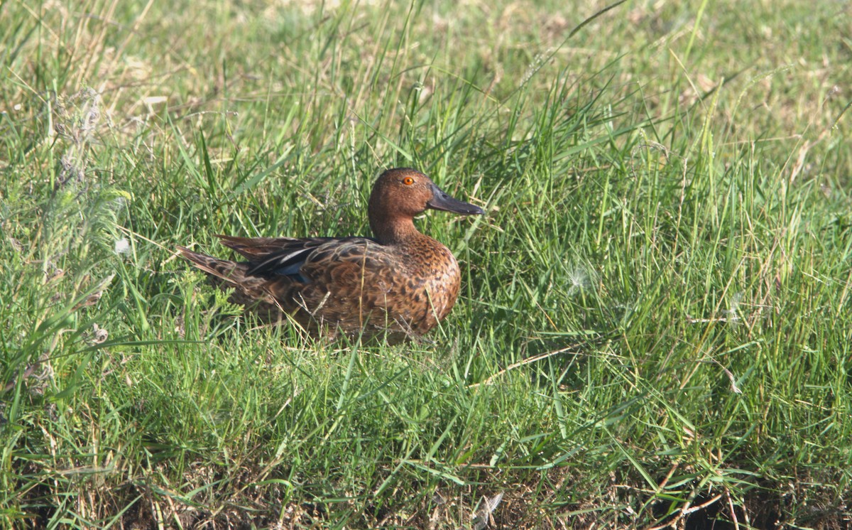 Cinnamon Teal - ML614156491