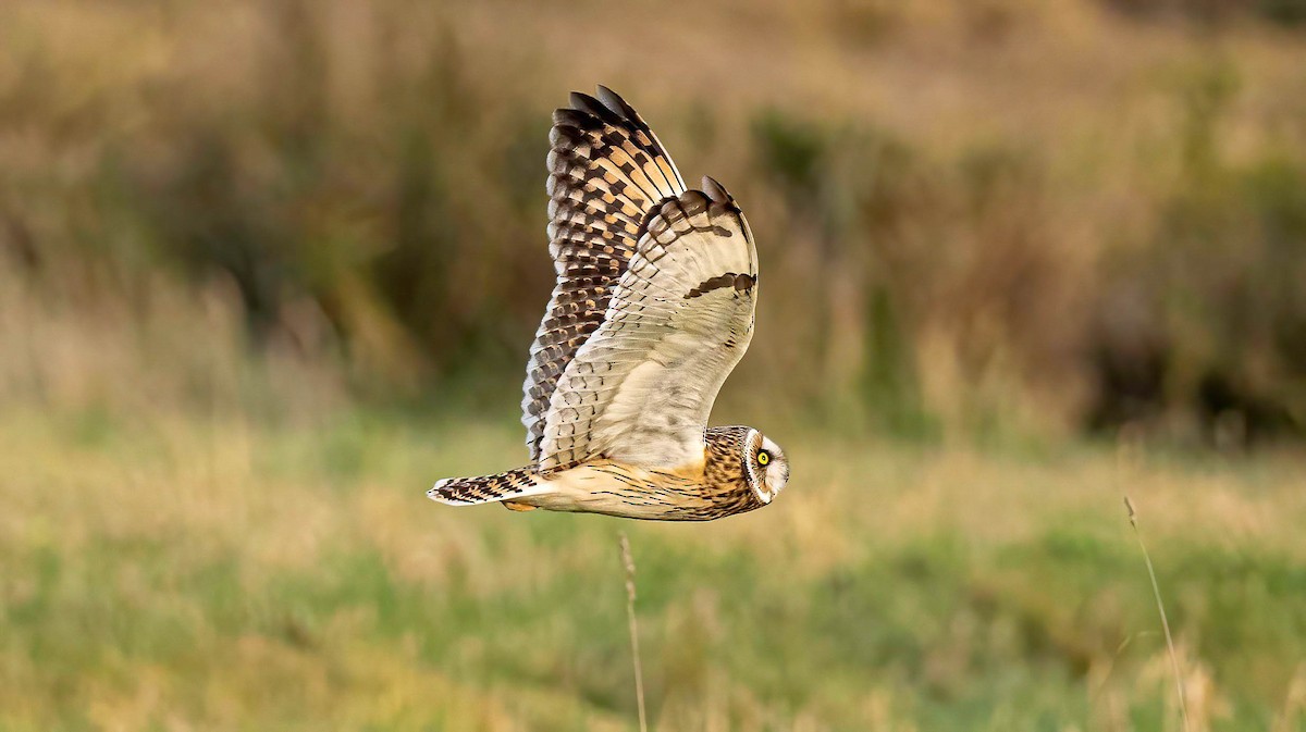 Short-eared Owl - ML614156492