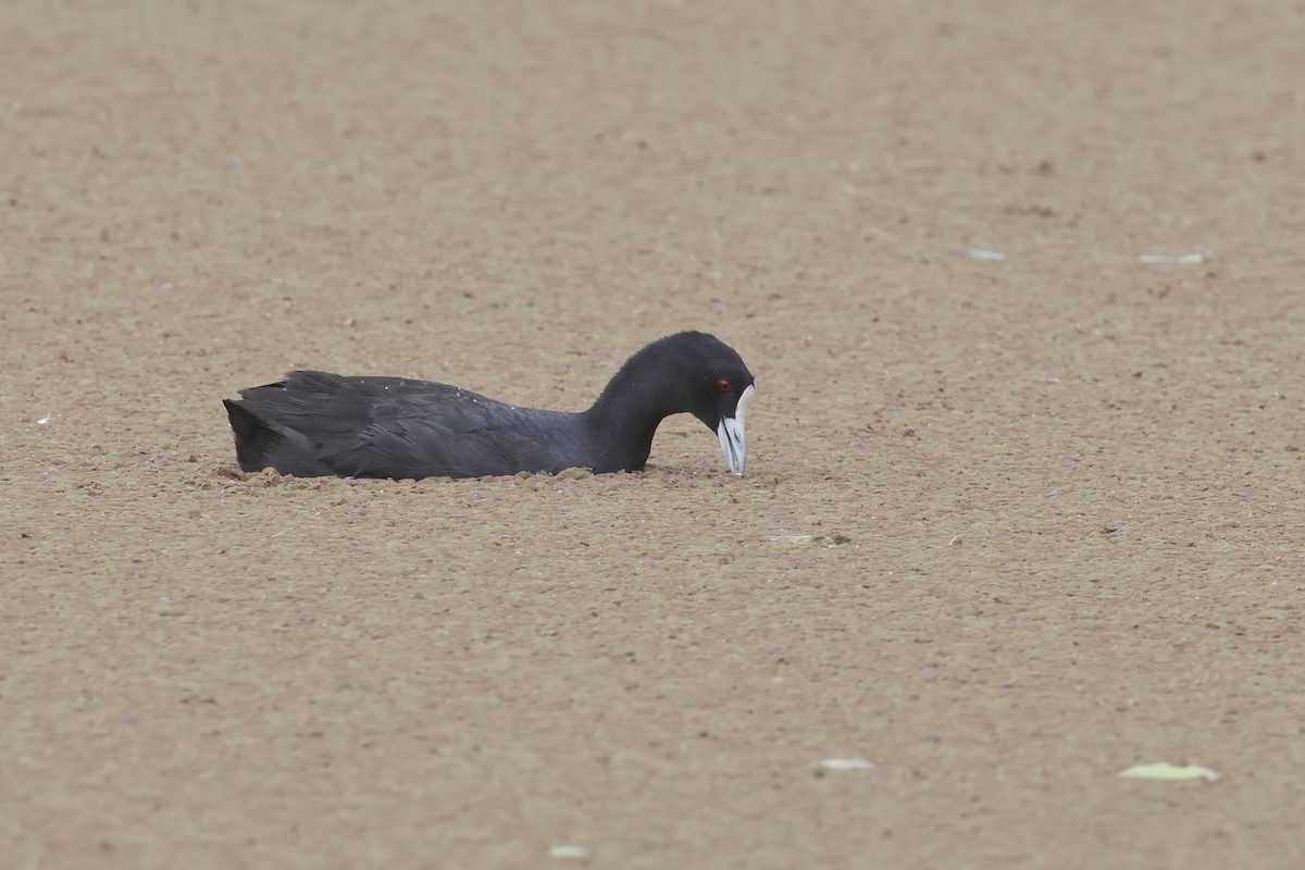 Eurasian Coot - ML614156501