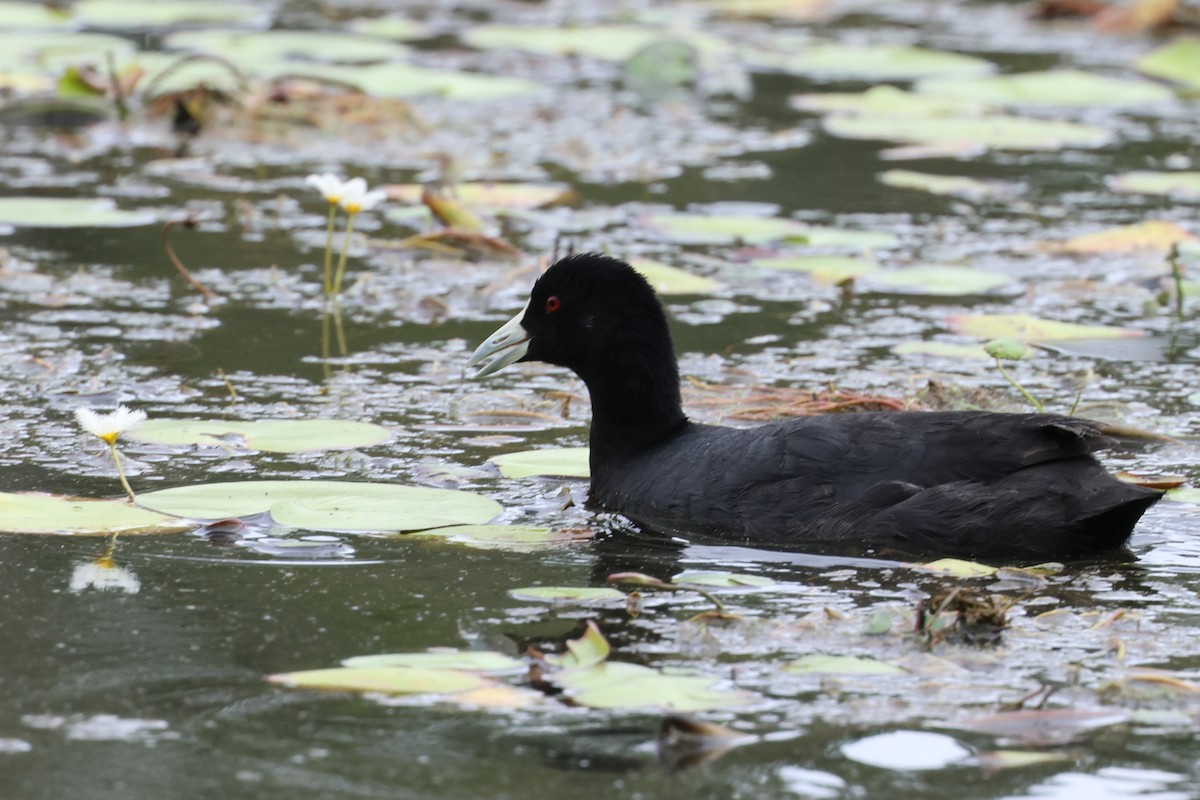 Eurasian Coot - ML614156502