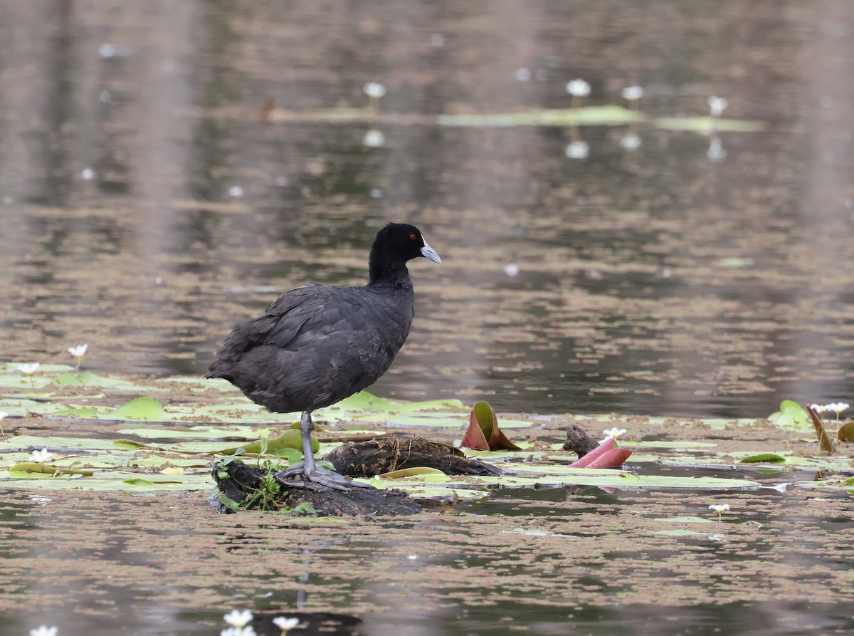 Eurasian Coot - ML614156515