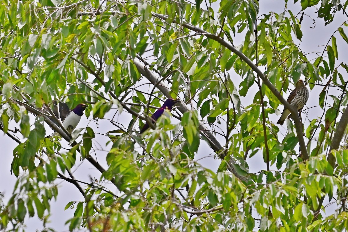 Violet-backed Starling - ML614156575