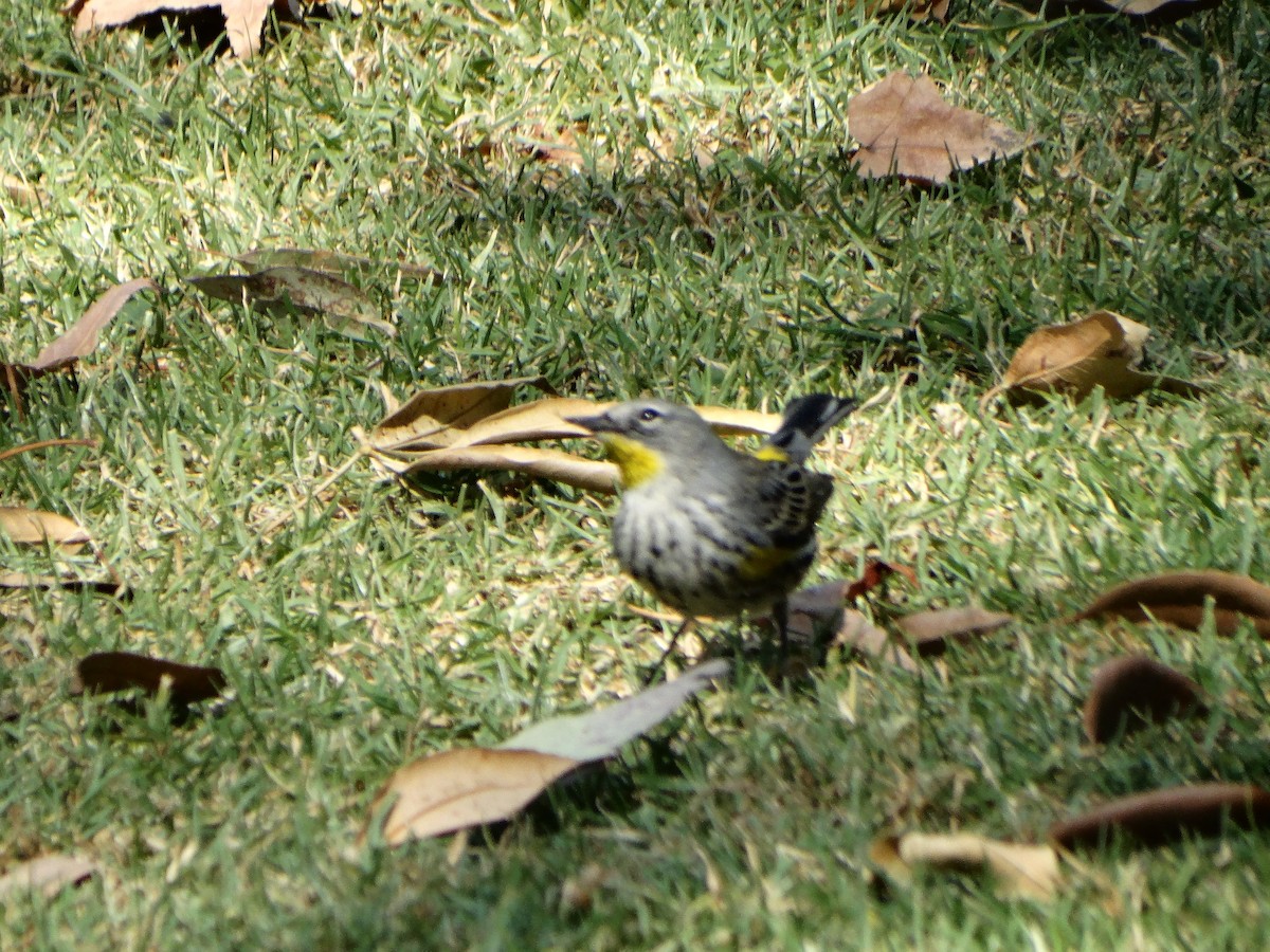 Yellow-rumped Warbler - Mauricio Ruvalcaba