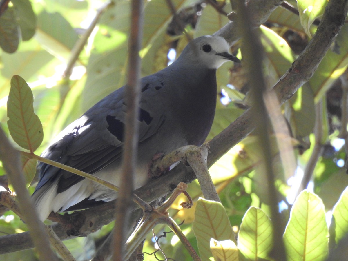 Maroon-chested Ground Dove - ML614156605