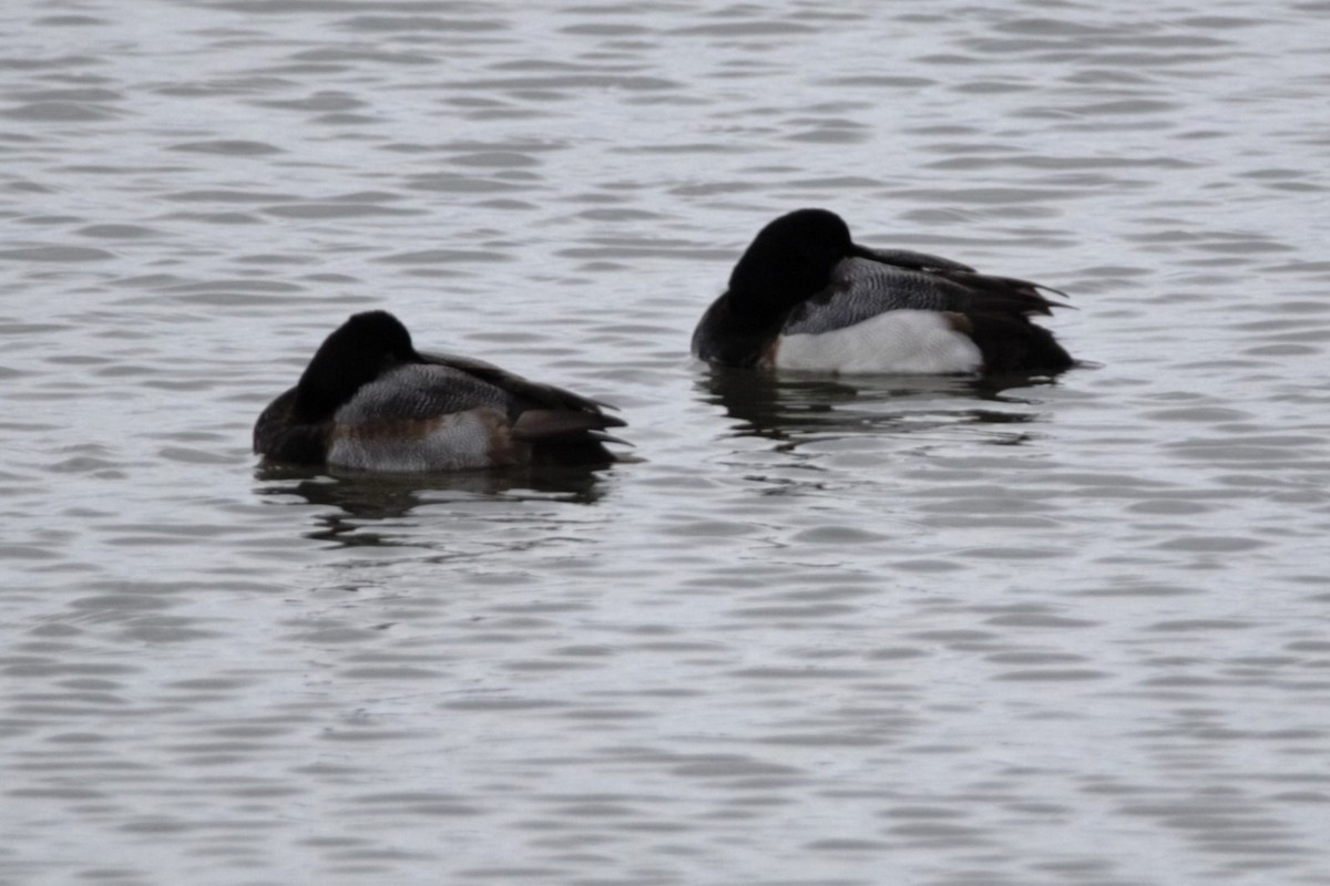 Greater Scaup - ML614156606