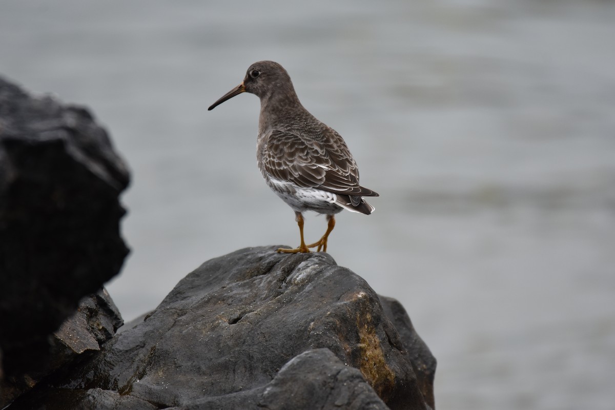 Purple Sandpiper - ML614156614