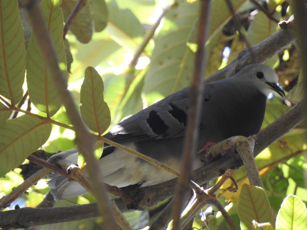 Maroon-chested Ground Dove - ML614156620