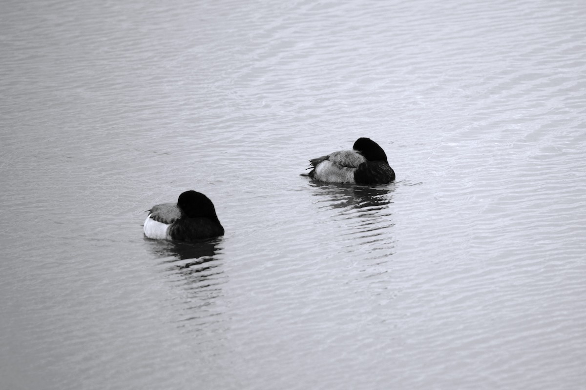 Greater Scaup - ML614156659