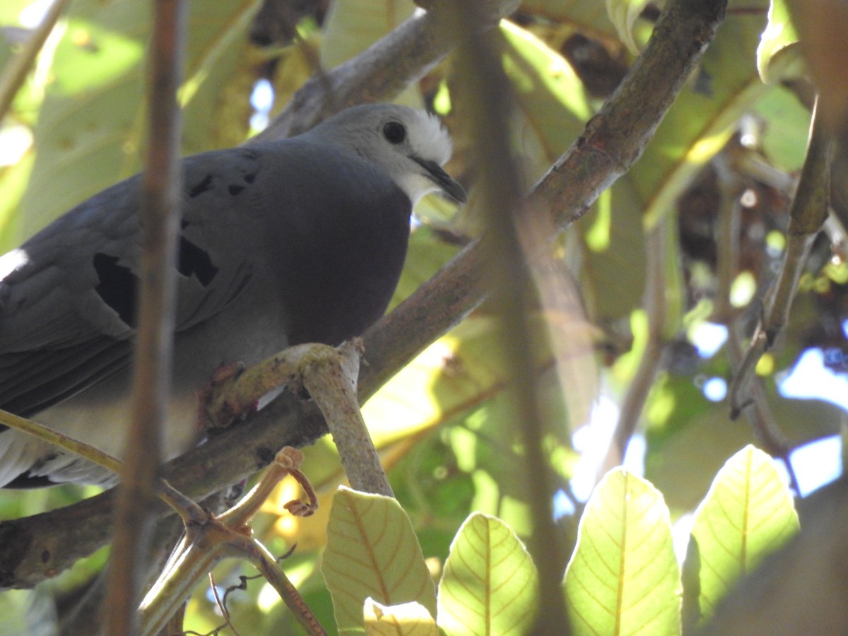 Maroon-chested Ground Dove - ML614156677