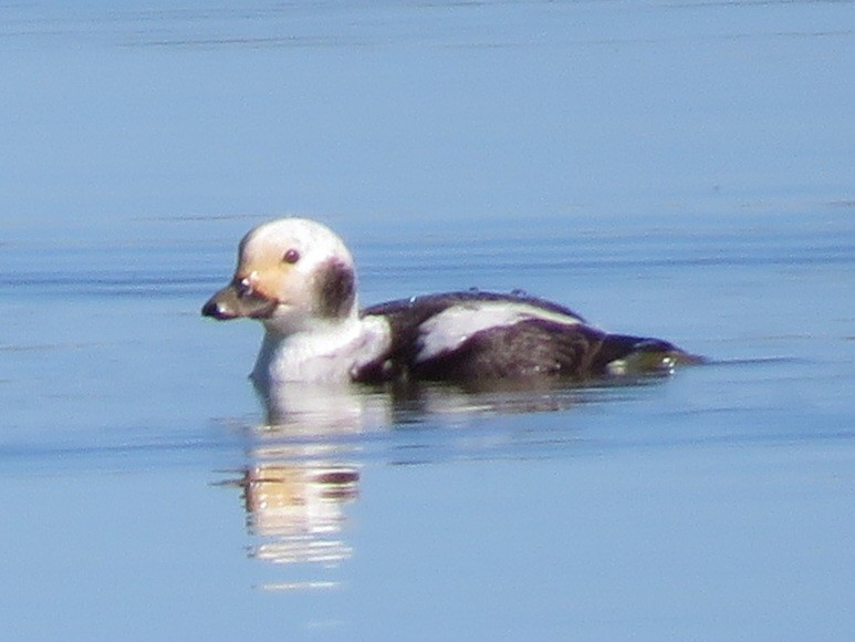 Long-tailed Duck - ML614156678