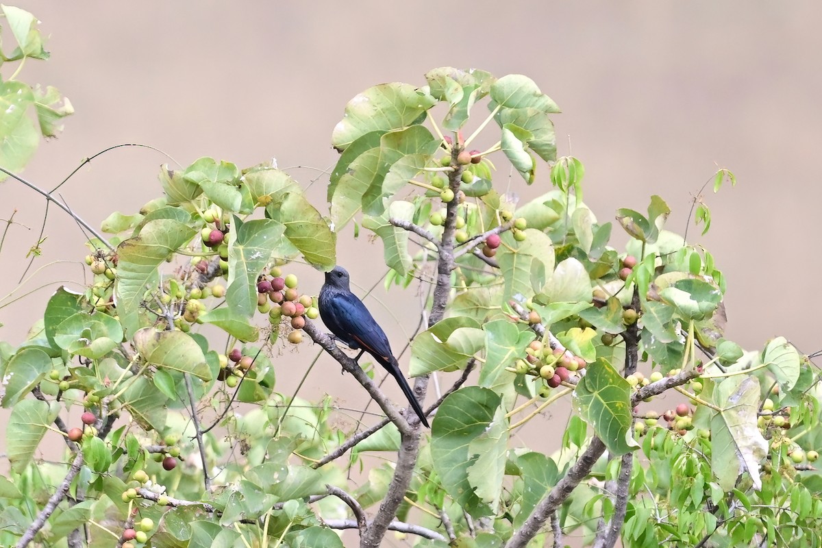 Red-winged Starling - ML614156683