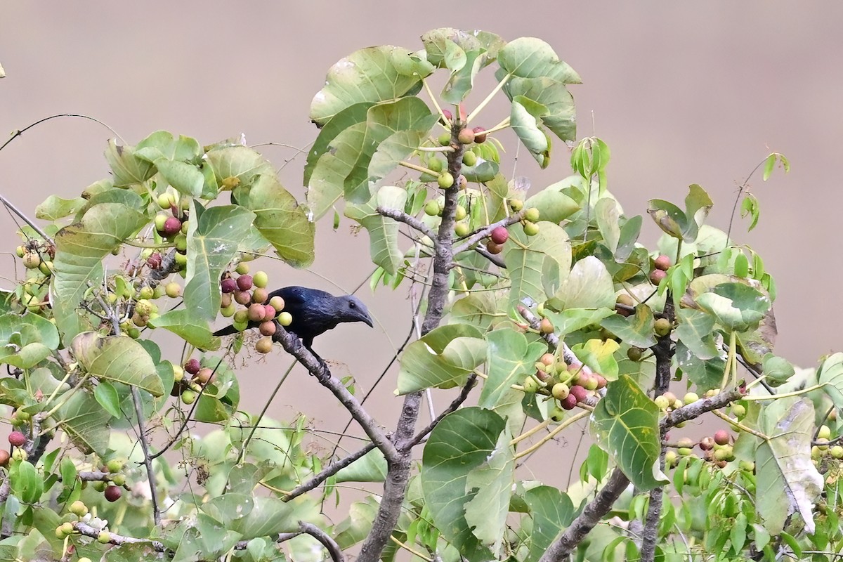 Red-winged Starling - ML614156684