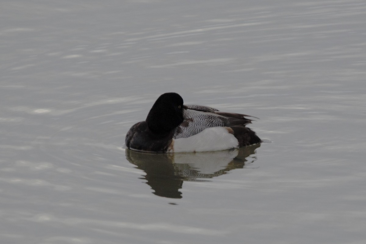 Greater Scaup - ML614156685