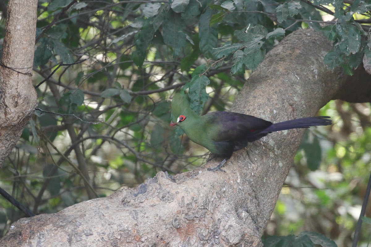 Guinea Turaco - ML614156700