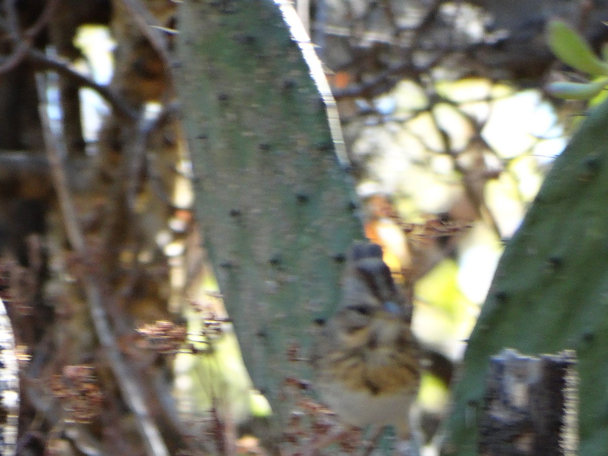 Lincoln's Sparrow - Mauricio Ruvalcaba