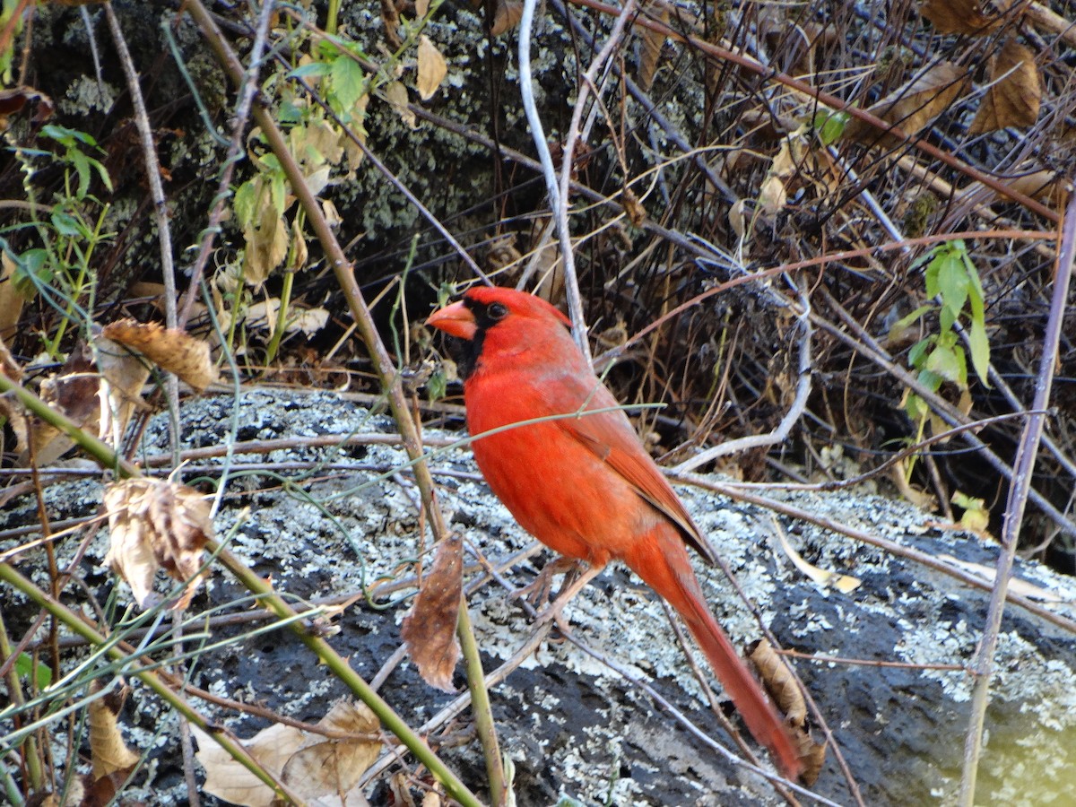 Cardinal rouge - ML614156758