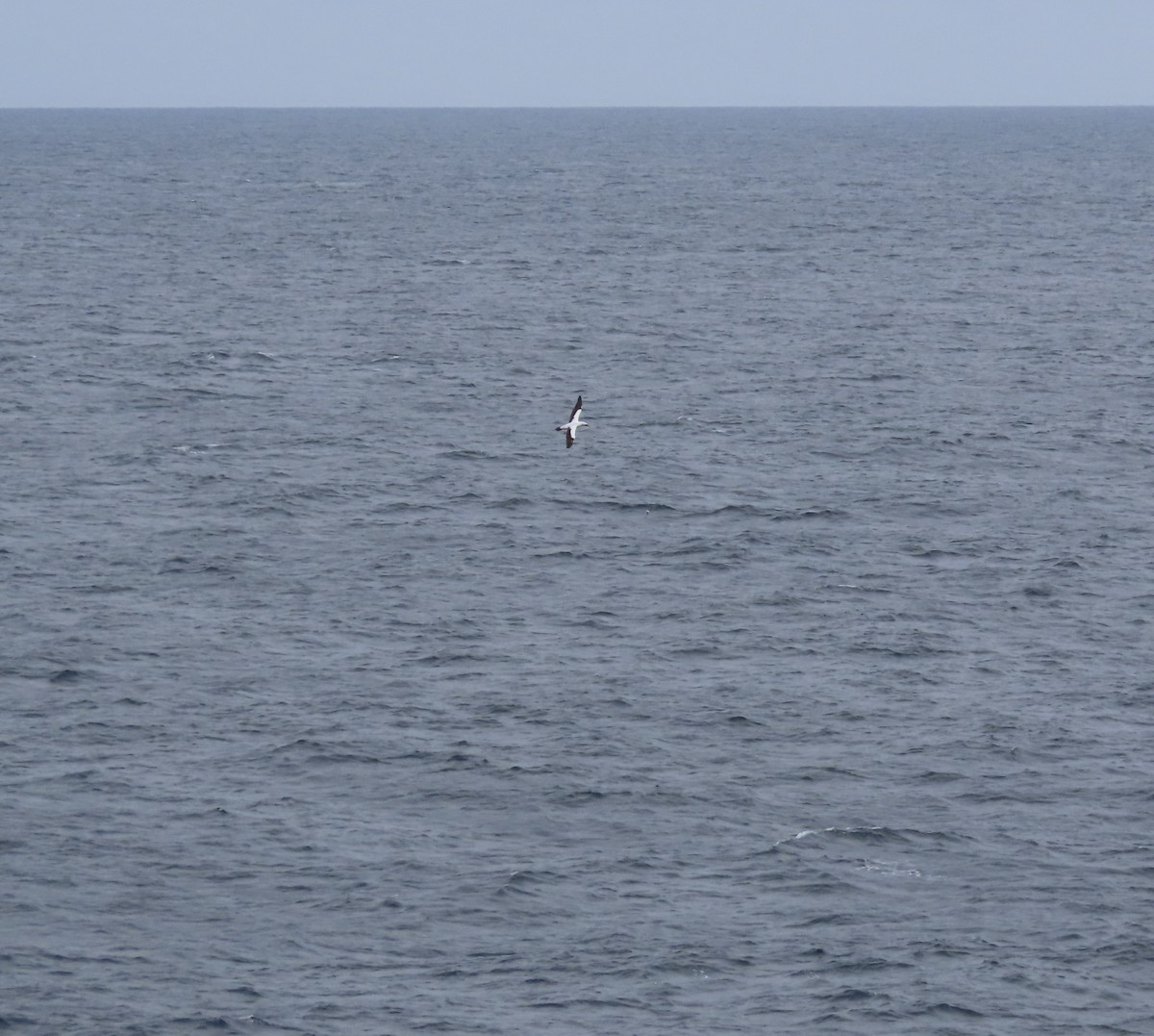 Masked Booby - ML614156797