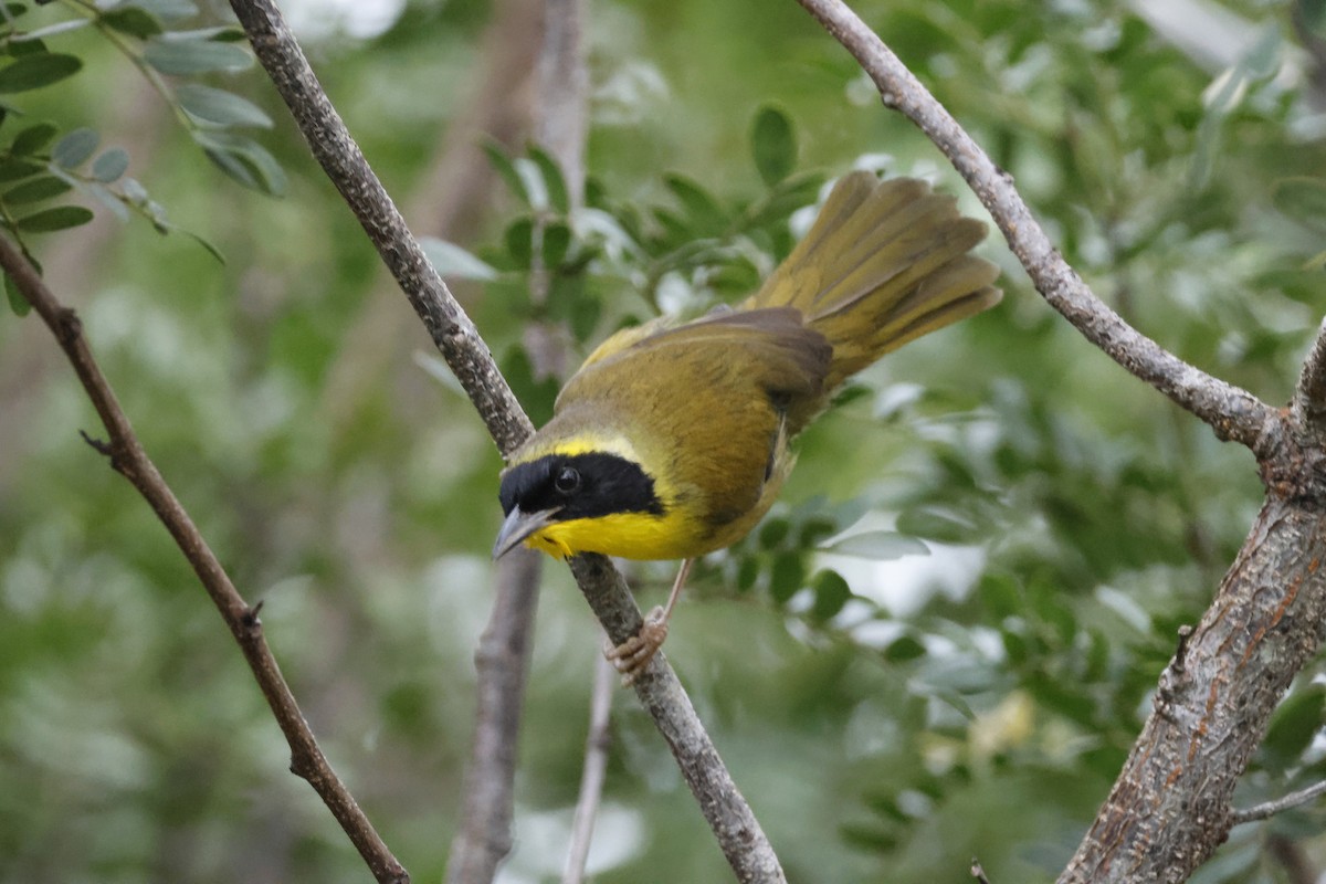 Bahama Yellowthroat - Larry Therrien